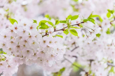 西行と桜：歌に込めた想いと日本の心(？)桜を愛した歌人の生涯と和歌