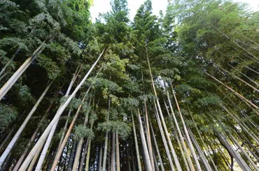 市川市】入ってはならない!不知八幡森は今も残る不思議な藪