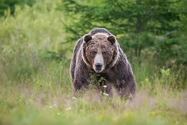 ヒグマが大学生人を襲った…「福岡大ワンゲル部ヒグマ事件」の記憶(羽根田治)