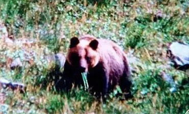 ページ目ヒグマの゛恐ろしさ゛を知らしめた「日高福岡大ヒグマ事件」とは「土饅頭」に隠されていた遺体