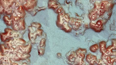 マヤ文明の古代都市と数千の建造物、レーザー測量技術で発見メキシコ南東部