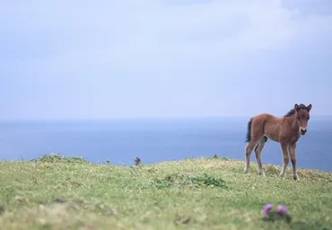 実は早馬より早駕籠の方が早かった!?楽しくわかりやすい歴史ブログ