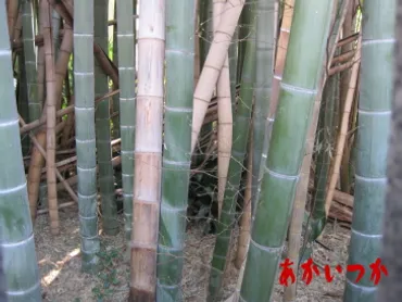 八幡の藪知らず