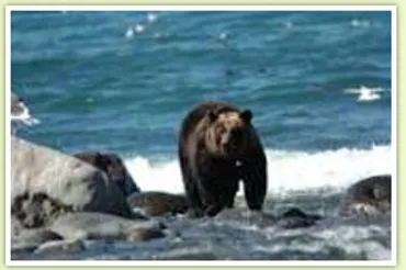 なぜ人とヒグマの共存が必要なの?