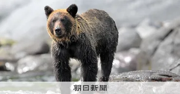 クマ駆除「要請応じない」支部判断も容認 北海道猟友会が通知へ 北海道:朝日新聞