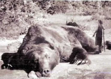 最強のマタギ】山本兵吉:巨大な羆を一発で倒す伝説の男
