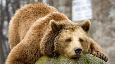 今年のクマは冬眠するか?穴もたずグマがもっとも危険(田中淳夫)