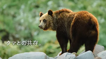 クマとの共存。