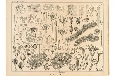 高知県立牧野植物園》 植物分類学の父・牧野富太郎の探究心を学ぶ 4