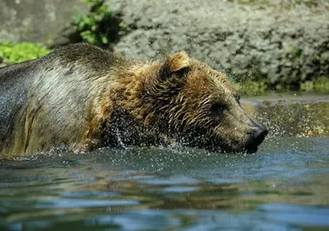登山で熊に遭遇した時の対策。福岡大ワンゲル部ヒグマ襲撃事件に学ぶ 