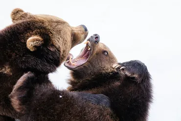 ヒグマに出会わないために」北海道登山の完全安全マニュアル
