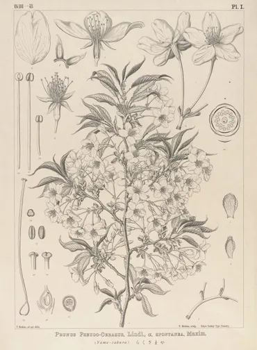 植物分類学者・牧野富太郎。「植物の愛人」が描いた精緻な植物画を紹介!