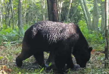 ヒグマの恐怖が再び…「OSO18より人への危険性は高い」 北海道東部で建物内の牛が襲われ緊張高まる :東京新聞デジタル