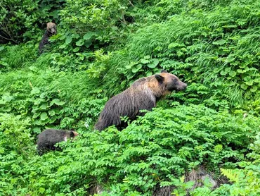 登山道でヒグマに襲われた男性死亡 知床半島の羅臼岳、親子3頭駆除 北海道:朝日新聞