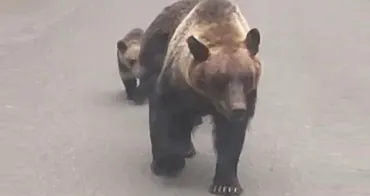 羅臼岳のヒグマ死亡事故】現場は夏季にヒグマ がエサとなる゛アリ゛を求めて出没を繰り返す場所だった…現地捜索時にも多量のアリを確認_襲った親子グマは今年だけで30件以上の目撃情報〈北海道斜里町〉