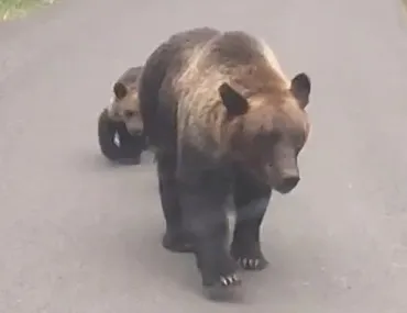 北海道ヒグマ事件】知床の羅臼岳で登山者がクマに襲われ死亡―DNA鑑定の結果、男性を襲ったのは遺体の近くで駆除された゛母熊゛と断定(北海道ニュースUHB)