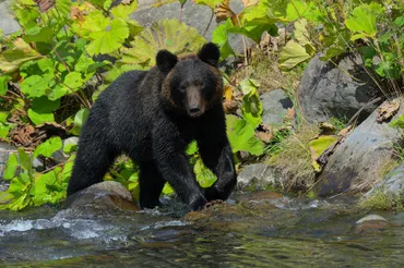 クマの登山者襲撃で知る、その生態