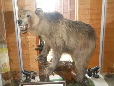緊急!ヒグマが登山者を襲撃~カムイエクウチカウシ山