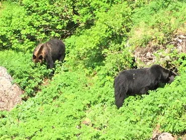 4頭のヒグマに追い込まれた絶望的な登山:アラキングのビジネス書:オルタナティブ・ブログ