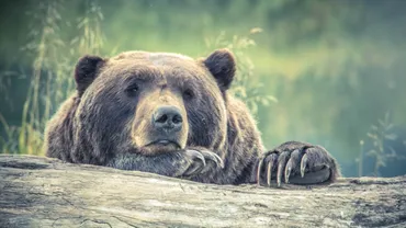 ヒグマの恐怖 ~遺された絶命までの記録~