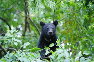 クマの登山者襲撃で知る、その生態