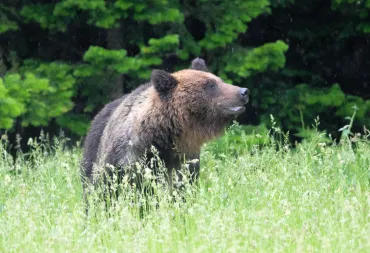 登山者襲撃は子グマを守るためか 羅臼岳の母クマ 専門家が分析:北海道新聞デジタル