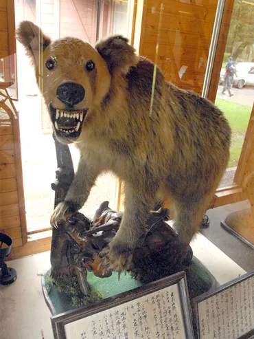 ヒグマ怖すぎ】福岡大学ワンダーフォーゲル部ヒグマ襲撃事件