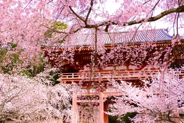 秀吉一世一代の花見】700本の桜を植樹した醍醐の花見