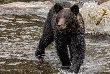 登山者の最大のクマ対策は遭わないこと
