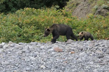 人の食料に味をしめた熊の脅威 ヒグマに狙われ襲撃された学生たちの恐怖の3日間