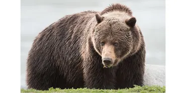 カナダでクマ被害ってある?ハイキングでクマに遭遇!?対策はどうすればいい?