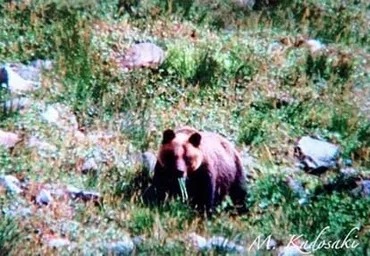 ヒグマの゛恐ろしさ゛を知らしめた「日高福岡大ヒグマ事件」とは 「土饅頭」に隠されていた遺体