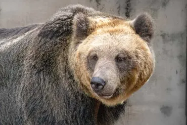 クマ被害相次ぎSNSでは「『羆嵐』を義務教育に」の声も…「骨をかみ砕く音」「妊婦の懇願」史上最悪の獣害゛三毛別羆事件゛を描いた作品の中身(Book Bang)