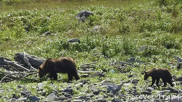 カムイエクウチカウシ山の惨劇：ヒグマ襲撃事件から学ぶ、登山における安全対策とは？1970年 北海道日高山脈：ヒグマ襲撃事件の真実