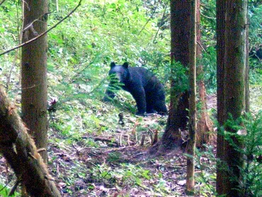 クマに死んだふりは有効か 8回襲われた専門家の教え:朝日新聞