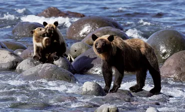 ヒグマと共存するための知識とは？～もしもヒグマに遭遇したら？～ヒグマ対策：遭遇回避から、万が一の時の対応まで