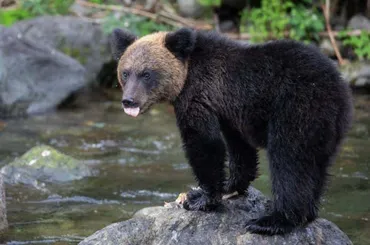 熊鈴って効果あるの?と専門家に聞いてわかった登山者がすべき本当のクマ対策