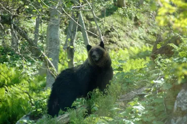 ヒグマ事故 効果のない「クマよけスプレー」に専門家が警鐘 クマに遭遇「命を守る最終手段」とは(AERA DIGITAL)
