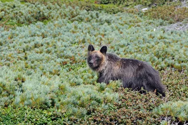 クマ研究者の取材で分かった襲撃3パターン