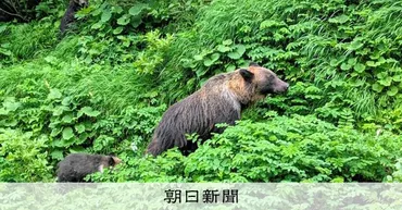 知床・羅臼岳で登山者がヒグマに襲われ行方不明 血の付いた洋服発見 北海道 相次ぐクマ被害:朝日新聞