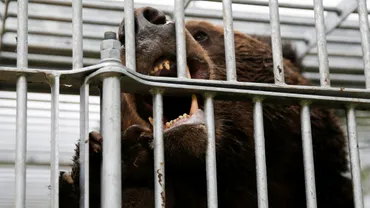 ヒグマとの遭遇と教訓：安全な登山のために、過去の事件から学ぶことはできるのか？ヒグマ事件から学ぶ、登山者の安全対策