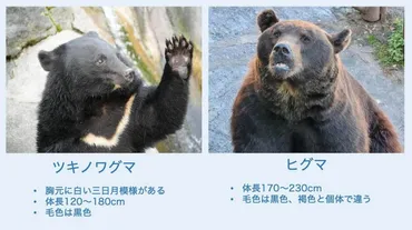 クマは増えてる?ツキノワグマとヒグマの今。