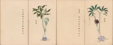 FLOS, 花, BLUME, FLOWER, 華,FLEUR, FLOR, ЦBETOK, FIORE: ウラシマソウ