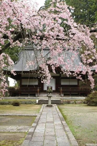 南大阪桜紀行その3謎の案内人と弘川寺で桜を愛でる「ねがはくは花のしたにて春死なんそのきさらぎの望月の頃」』河南・太子大阪の旅行記・ブログさん【フォートラベル】
