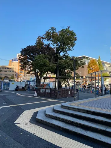 切ってはならない「英霊の木」年経ち伐採種から育てた苗木で「新・英霊の木」調布駅前に来年誕生へサブカル系芸能デイリースポーツ