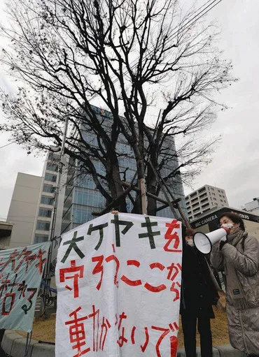 調布駅前大ケヤキ枯死の危機市が移植計画市民団体「動かさないで」:東京新聞デジタル