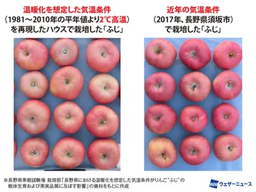 地球温暖化に対応した新品種が生産増これからりんごはどう変わる?