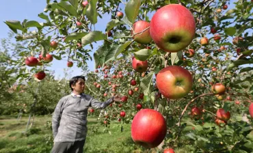北海道産リンゴ品種多彩も収穫量は割減「高密植栽培」に活路<北の食☆トレンド>:北海道新聞デジタル